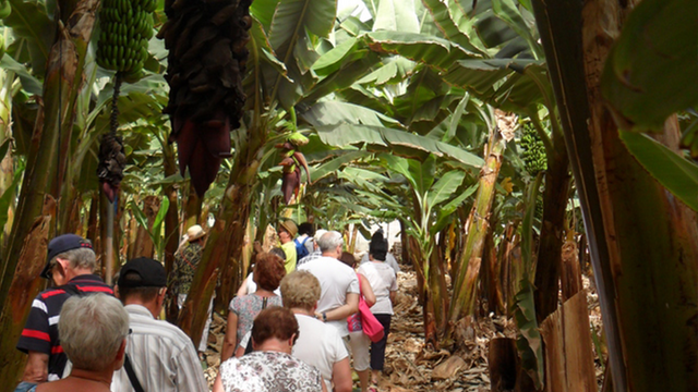 experiencia platano canarias