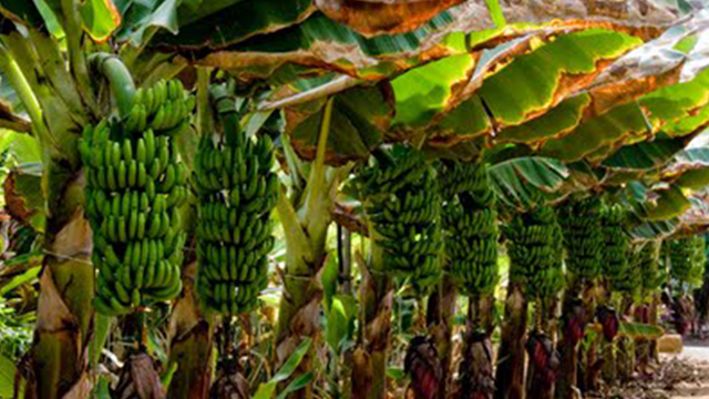 banana experience tenerife