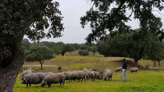 visita dehesa extremadura