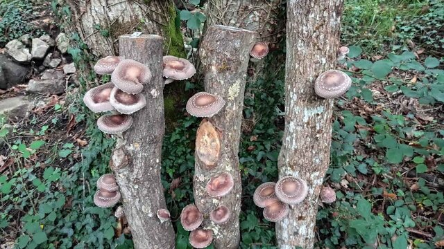 recolectar setas shiitake asturias