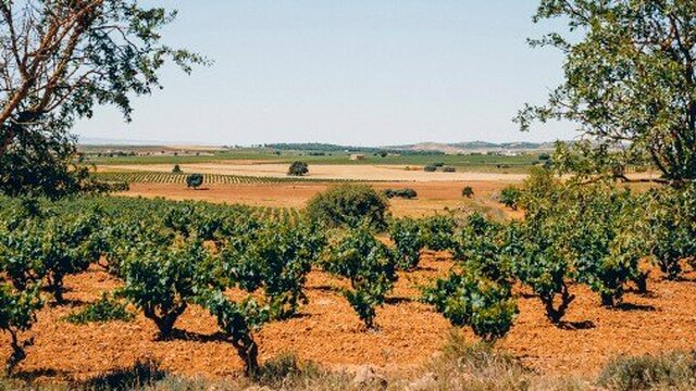 visita bodega gratias albacete