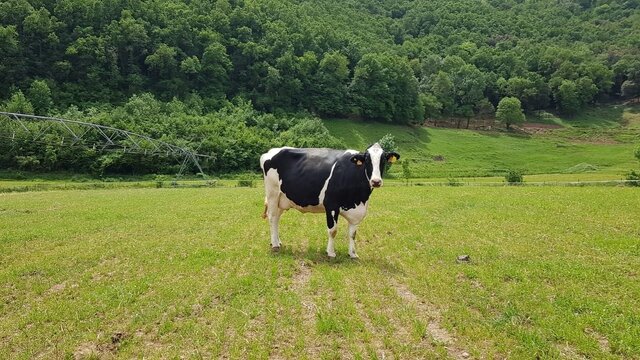 mas la coromina granja girona