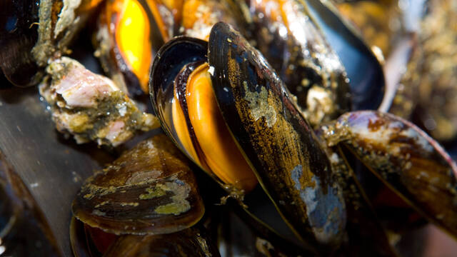 ruta mejillones pontevedra galicia