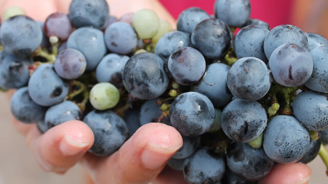 visita vinyes i cata vins alacant