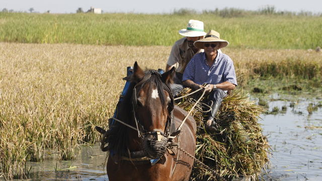 fiesta amposta siega arroz