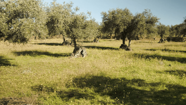 visita molino de aceite de zafra badajoz extremadura