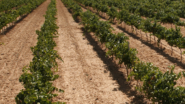 Visita Bodegas Castiblanque Ciudad real Castilla La Mancha