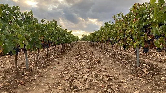 visita-bodega-bardela-madrid