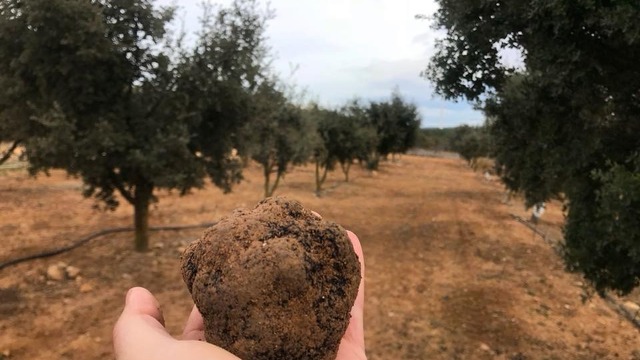 trufiturismo conca de barberà