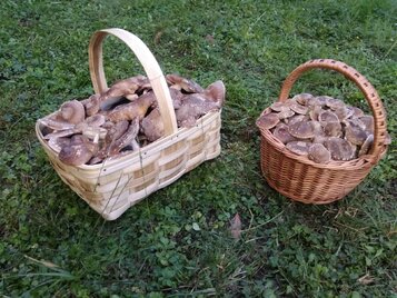 taller cultivo shiitake asturias