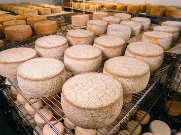 formatges camps palau d'anglesola