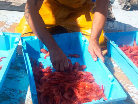 actividad de pesca barcelona