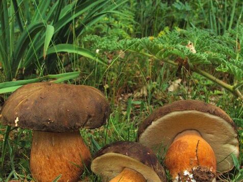 excursiones micologicas la rioja