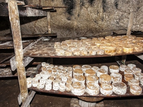 visita queso picon cantabria