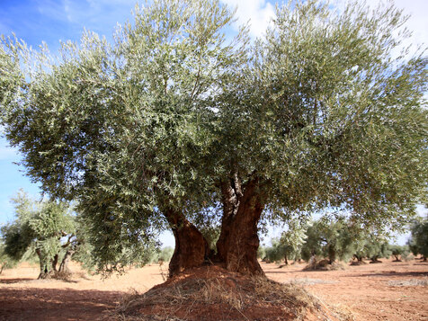 oleoturismo-finca-oliveta-ciudad-real