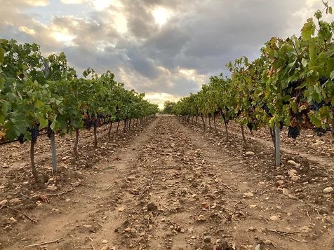 visita-bodega-vina-bardela-madrid