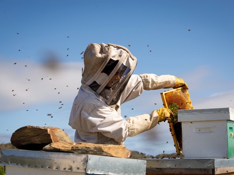 apicultura dolça abella