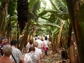banana experience finca las margaritas