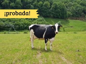 mas la coromina girona