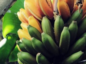 visita platanologico canarias