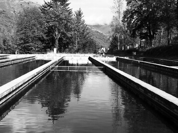 visita-caviar-nacarii-val-aran