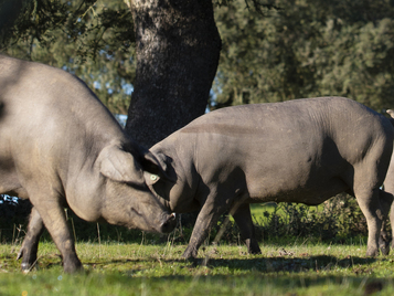 visita-dehesa-solana-caceres-extremadura