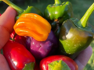 quins pebrots salsas picantes