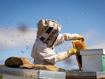 apicultura dolça abella